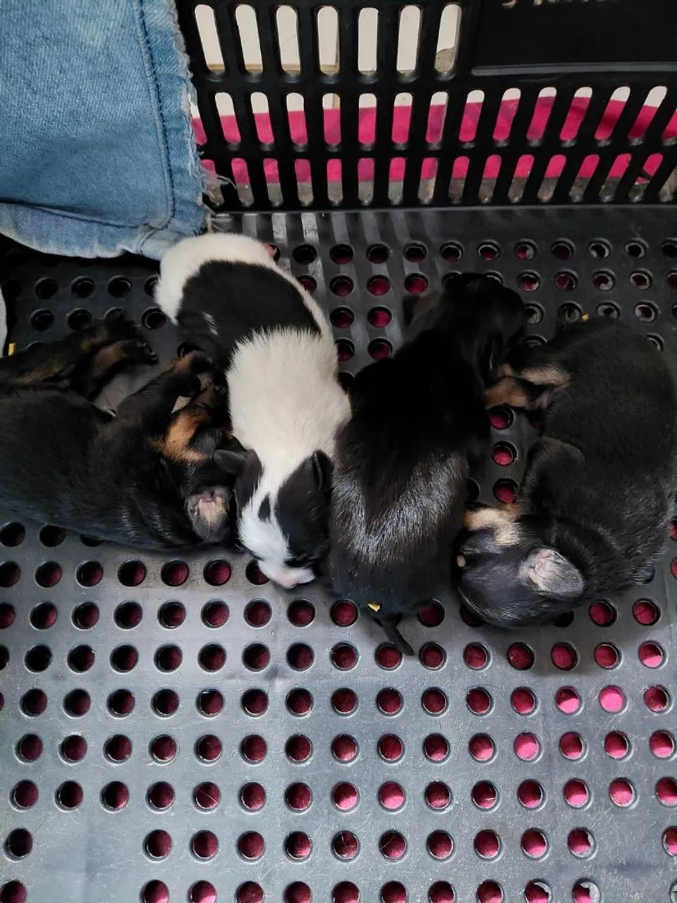 Filhote de pinscher  - Foto 2