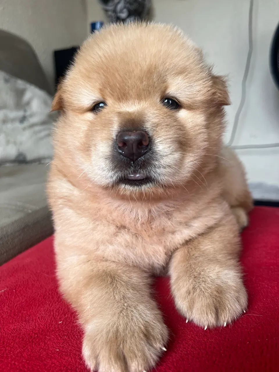 Chow Chow
