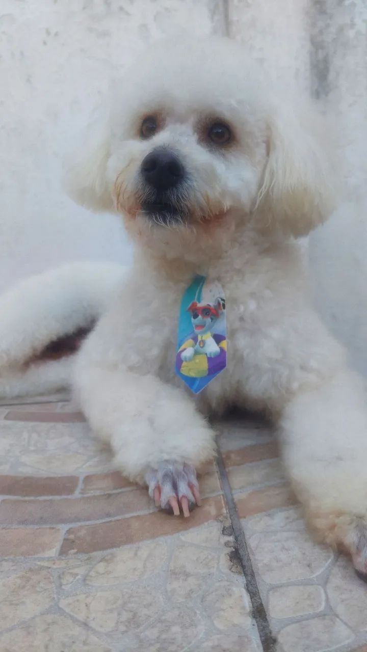 Poodley para doação  - Foto 4