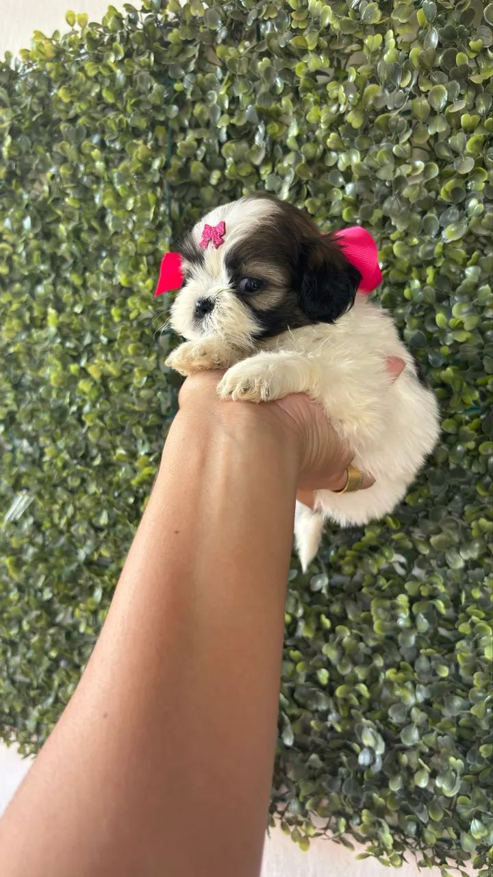 Shihtzu fêmea micro  - Foto 2