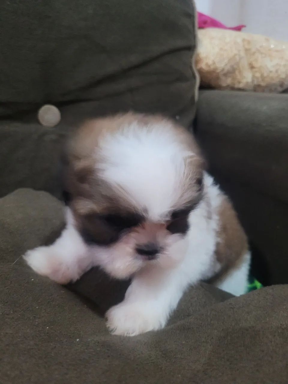 Shihtzu Filhote macho - Foto 4