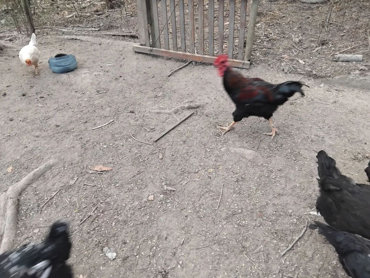Galo e galinha gsb lindo e novo 