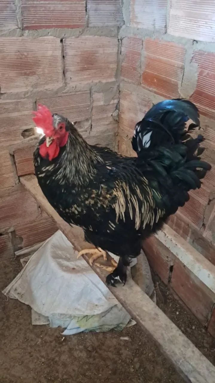 Vendo ovos galados e pintinho de galinha caipira mista  - Foto 4