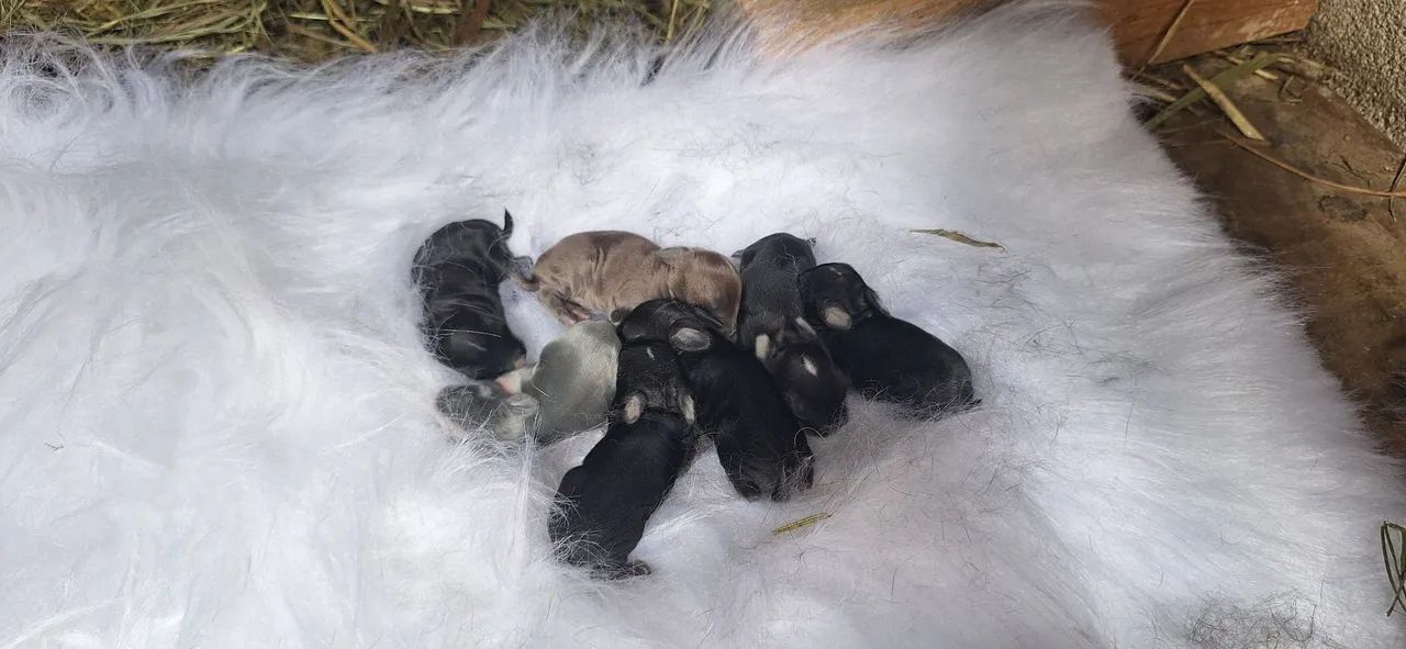 Mini coelho Netherland Dwarf  - Foto 6