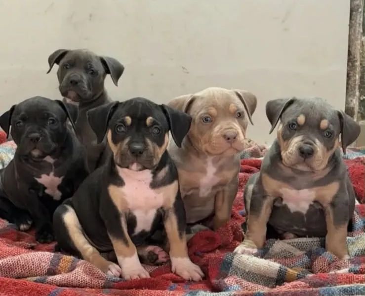 American Bully  - Foto 5