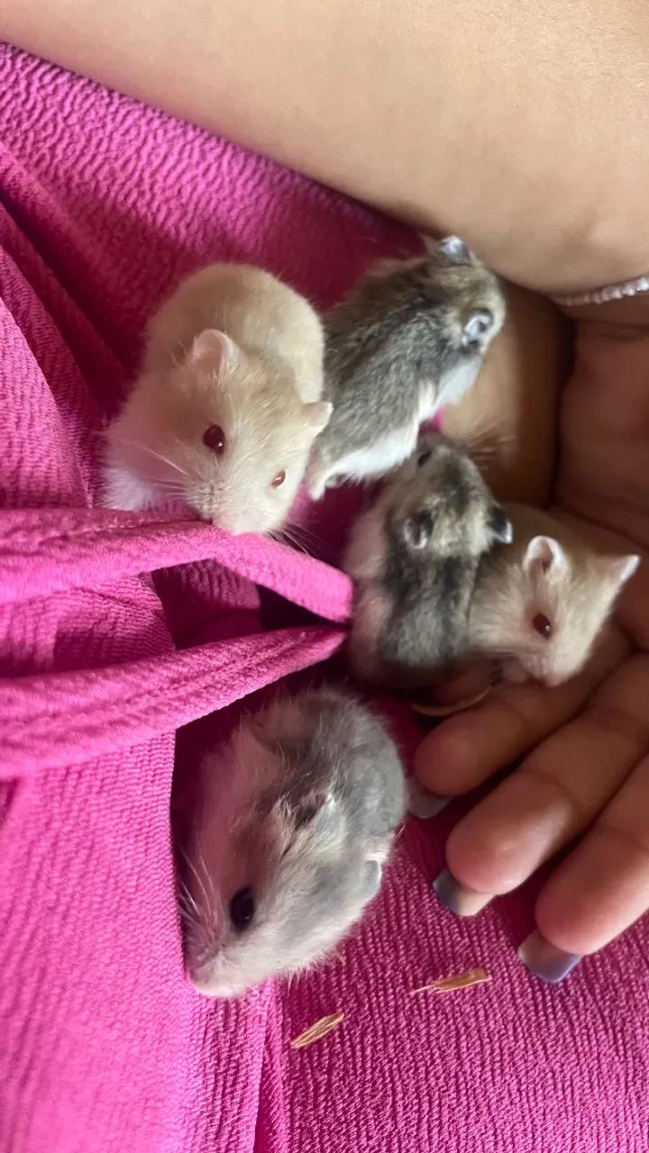 5 Hamster  - Foto 2