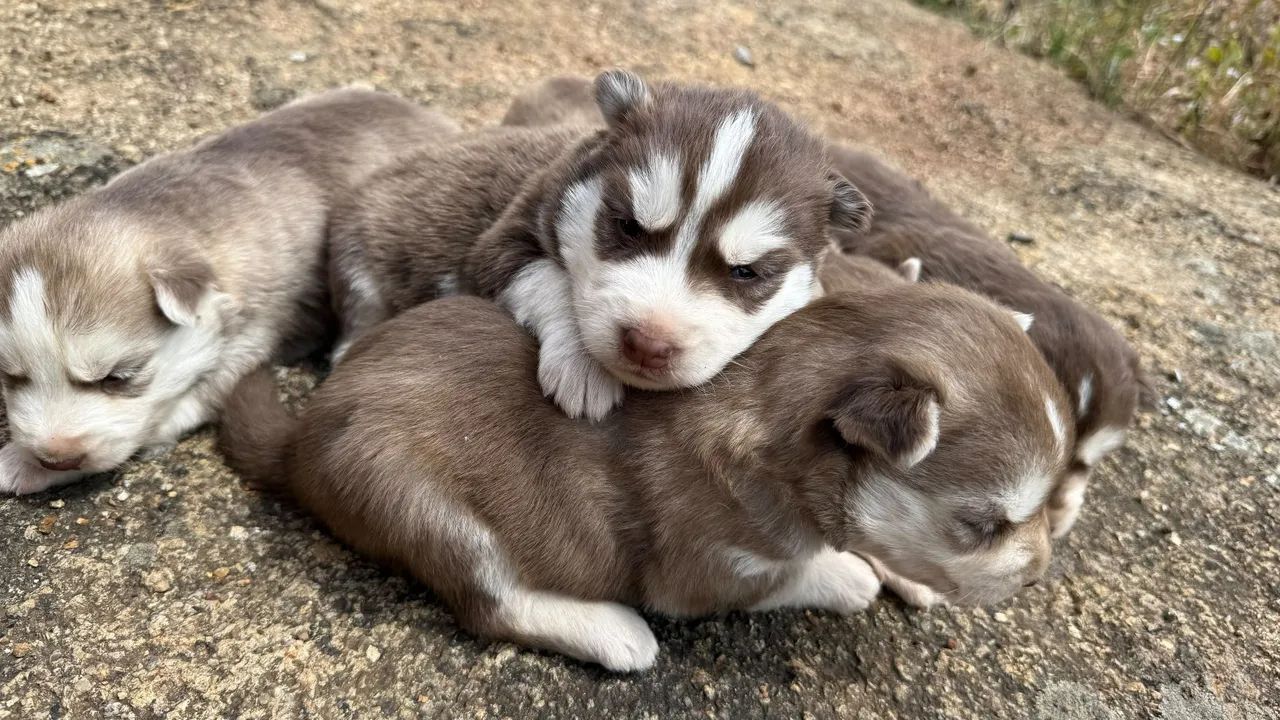 Husky siberiano  - Foto 2