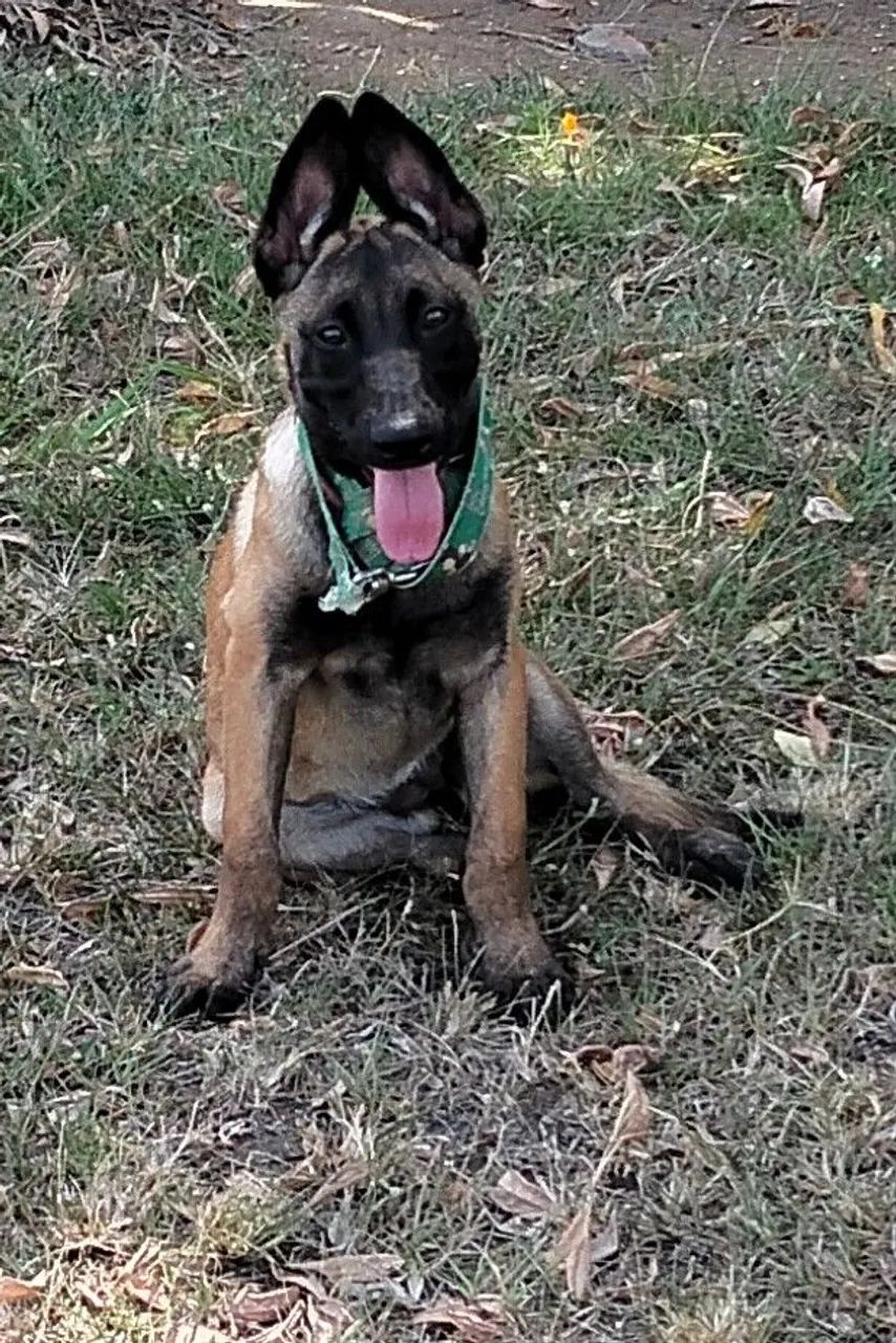 Pastor Belga - Foto 2