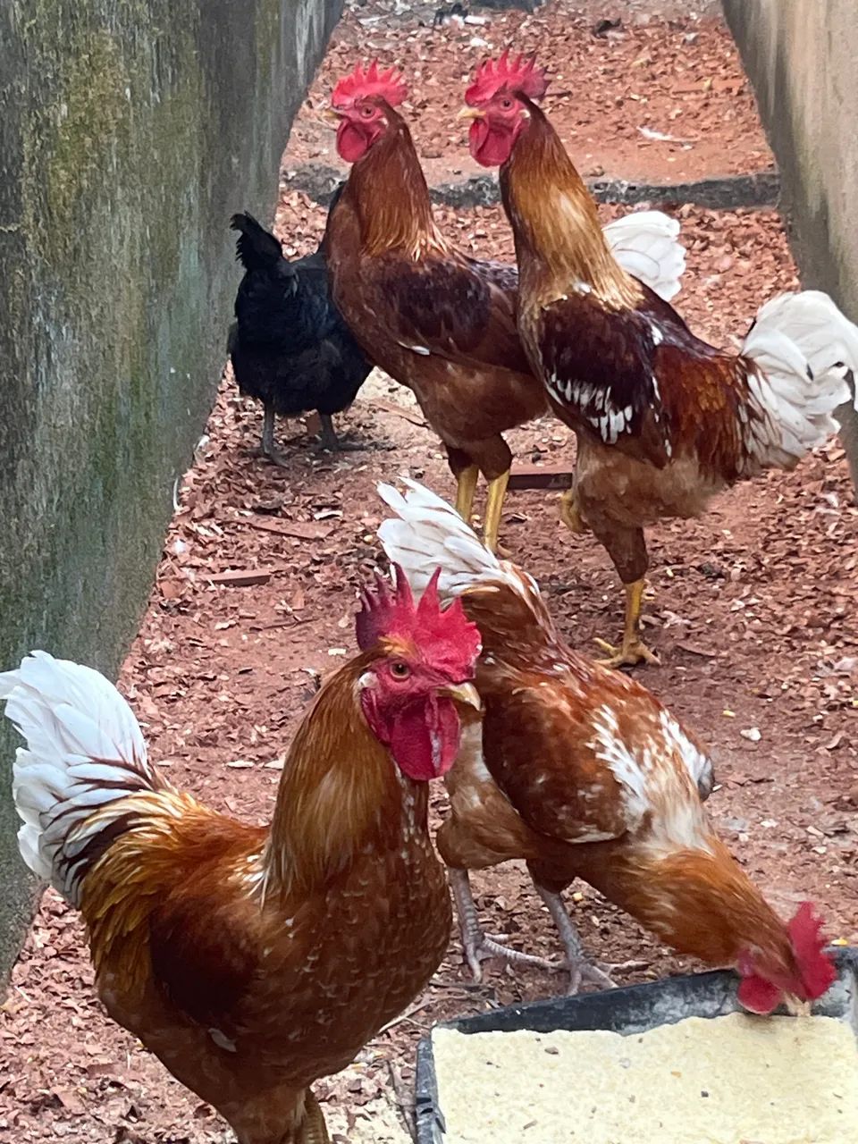 VENDE-SE, GALOS E GALINHAS CAIPIRAS - Foto 2