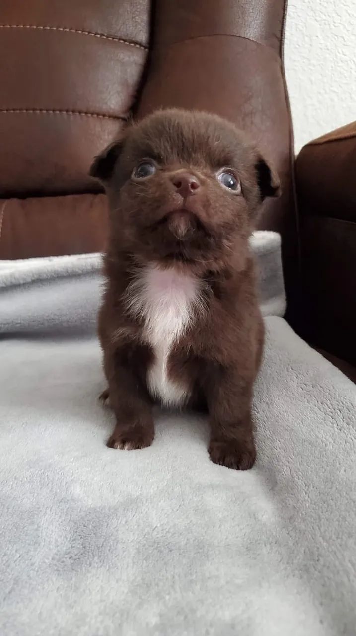 Chihuahua macho chocolate pelo longo Pedigree cbkc 