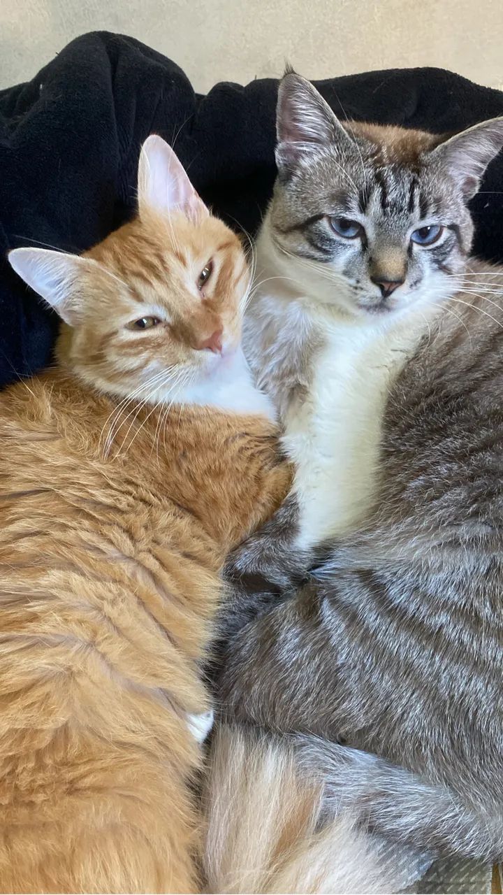 Adoção gato - Foto 6