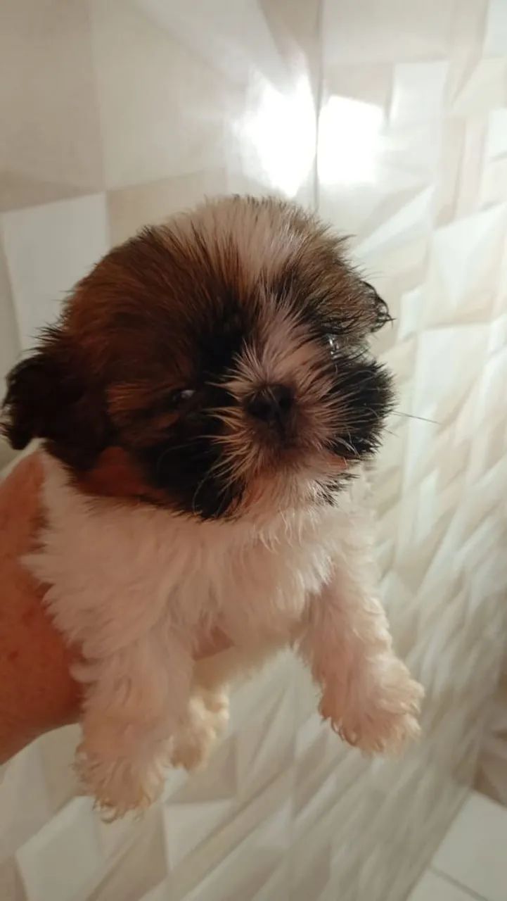 Femeas e machos de shih-tzu 