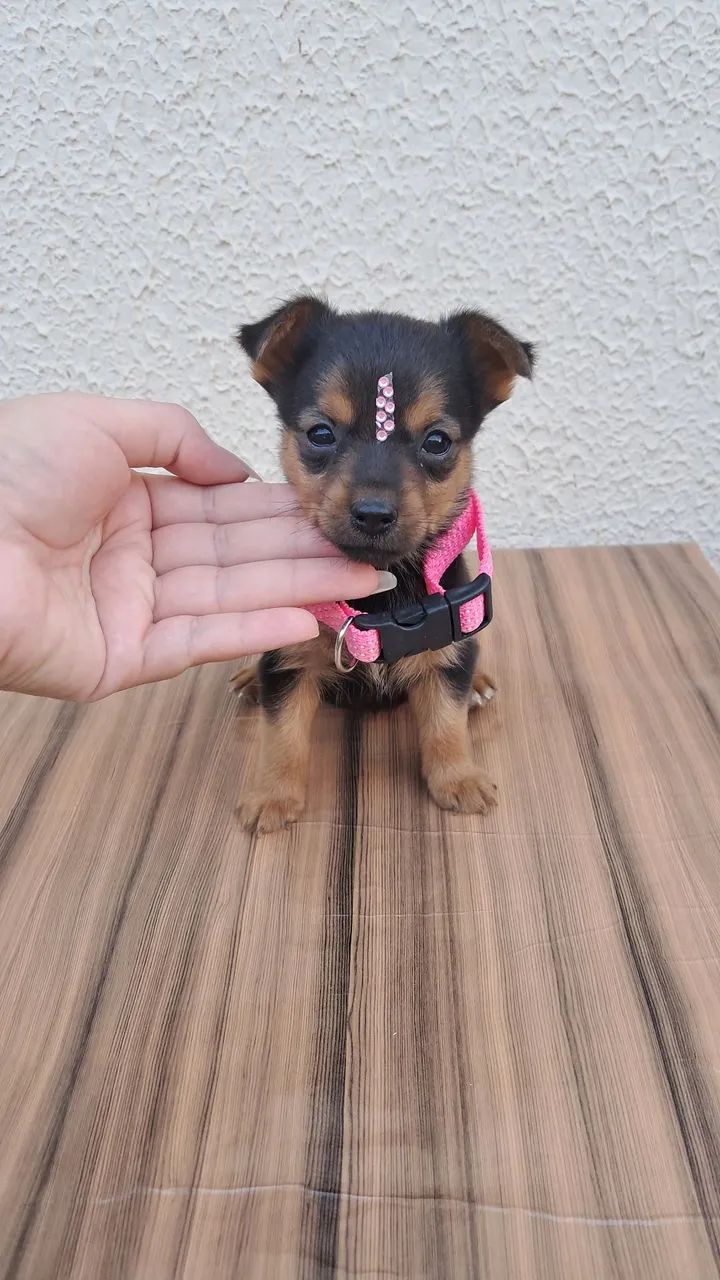 Pinscher n°1 - Foto 2