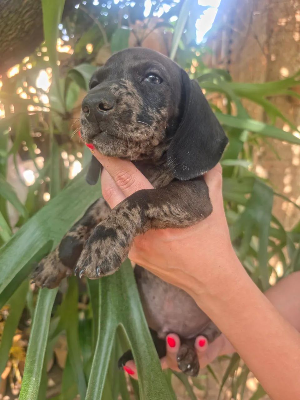 Dachshund , cofap, salsicha  - Foto 3
