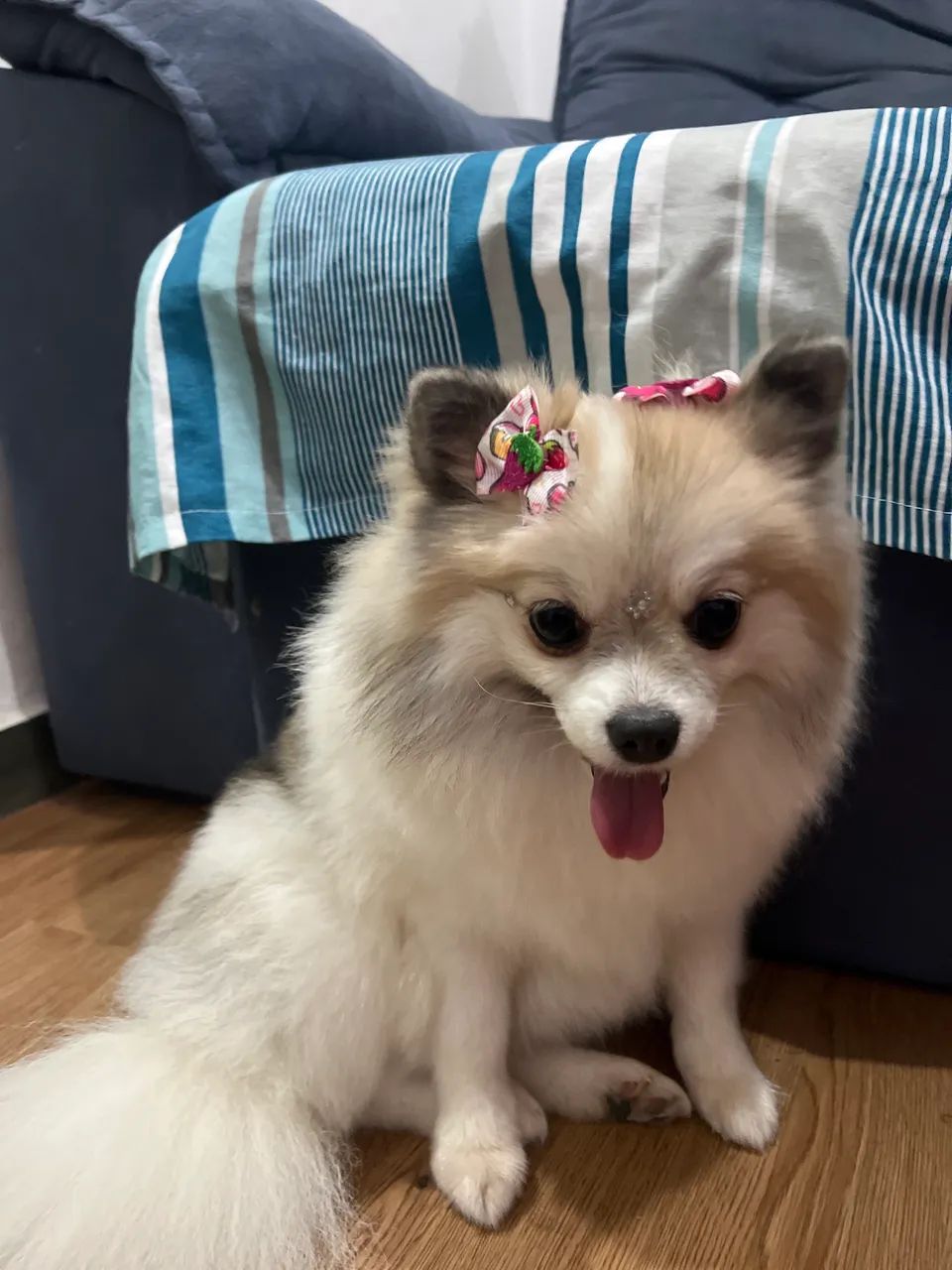 Lulu da pomerania  - Foto 2