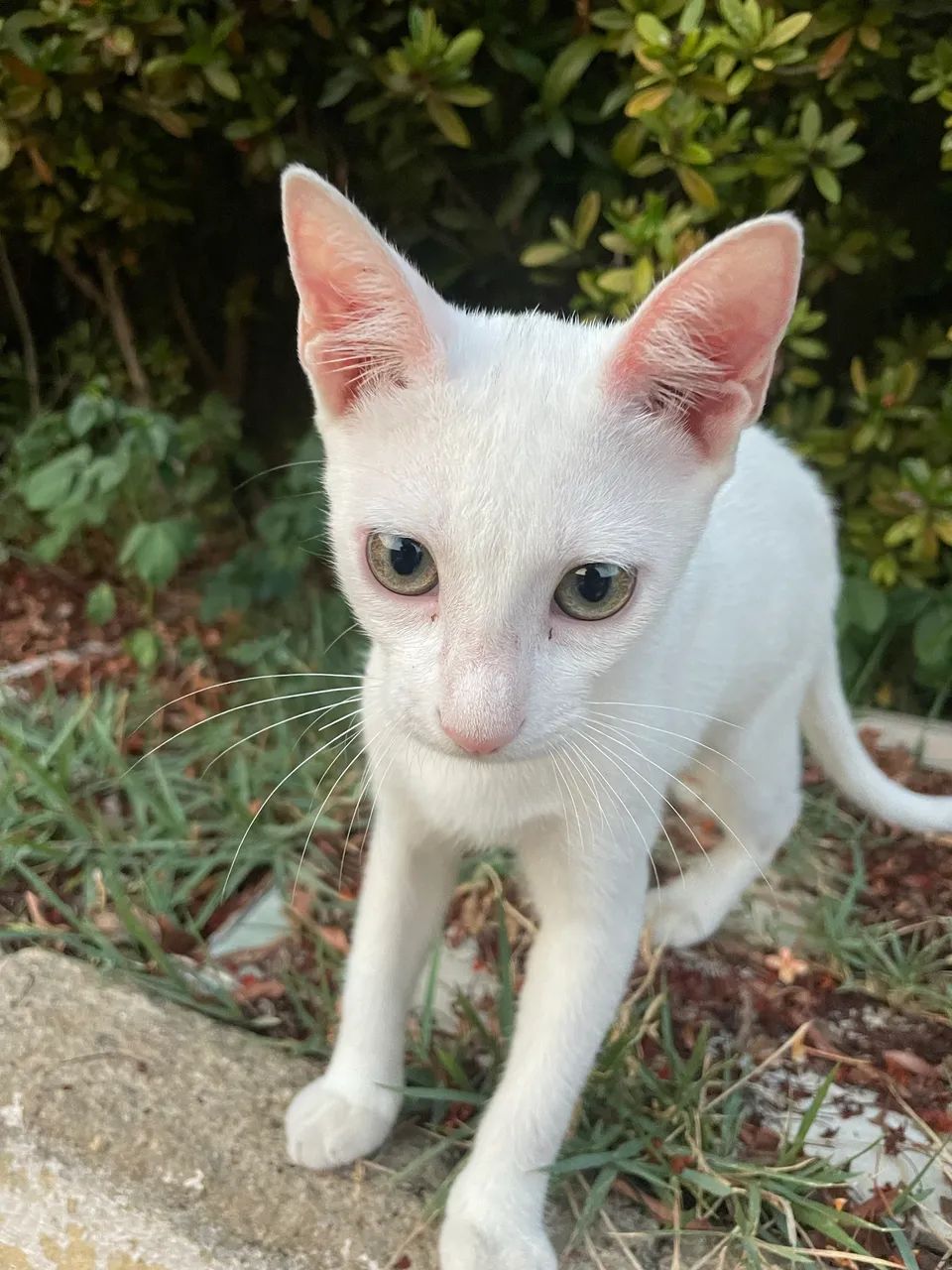 Doção de gatinhas com castração garantida  - Foto 2