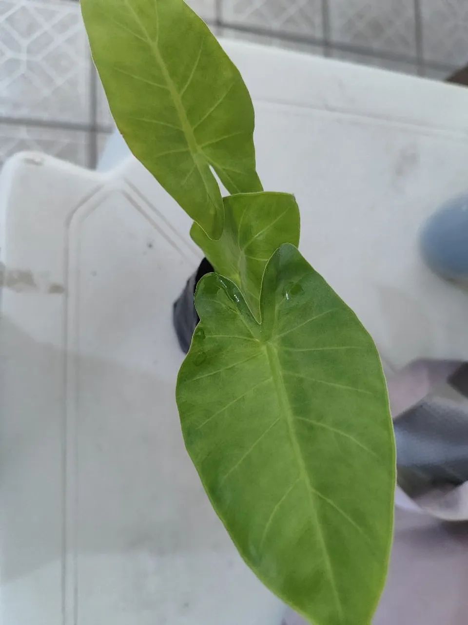 Mudas de planta orelha de elefante  - Foto 3