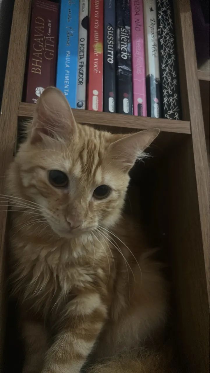Doação gato