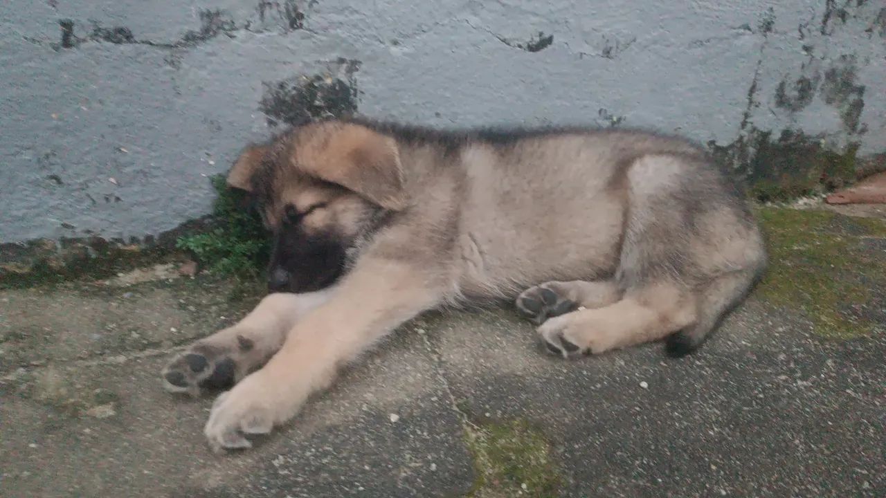 Cachorro Pastor - Foto 2