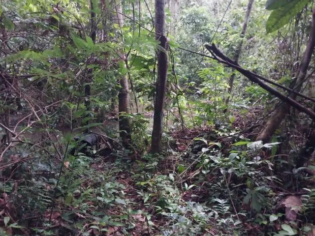 LINDO TERRENO COM IGARAPÉ - Foto 4