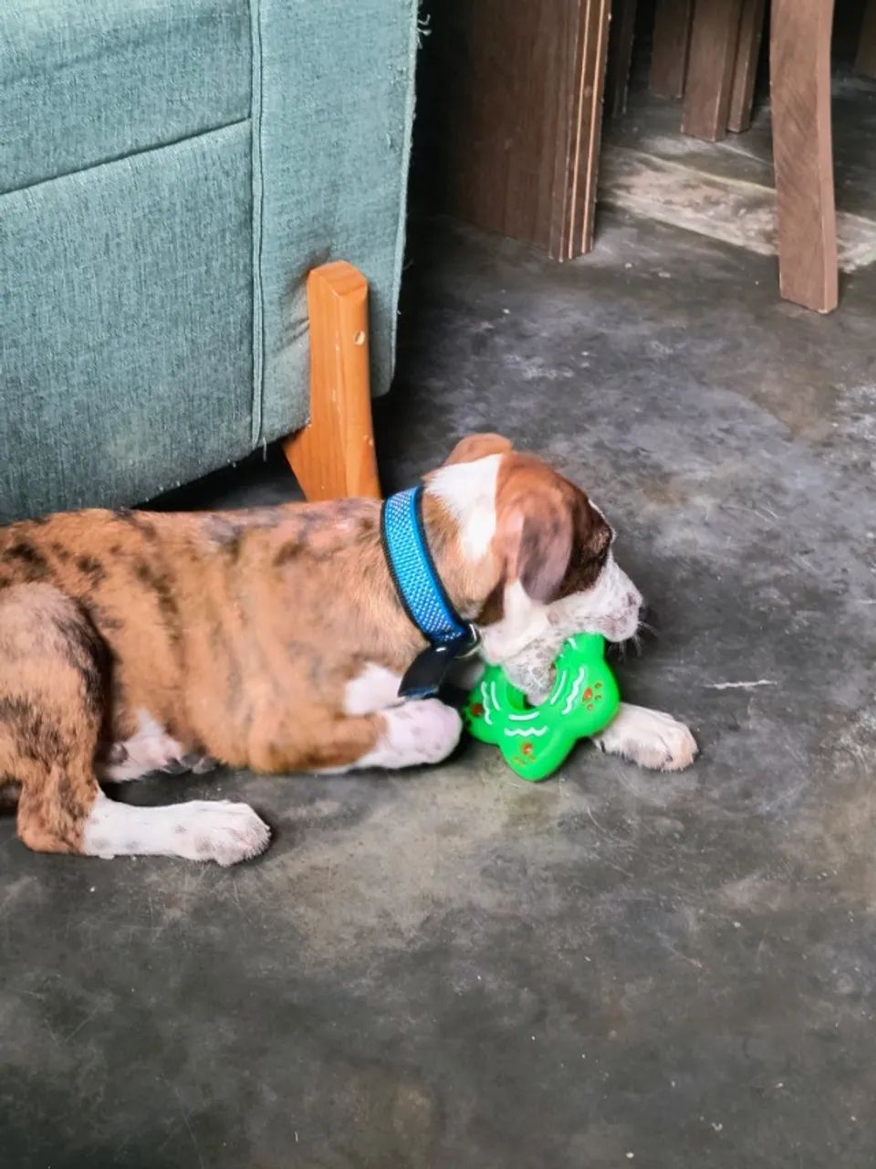 Cachorro  - Foto 3