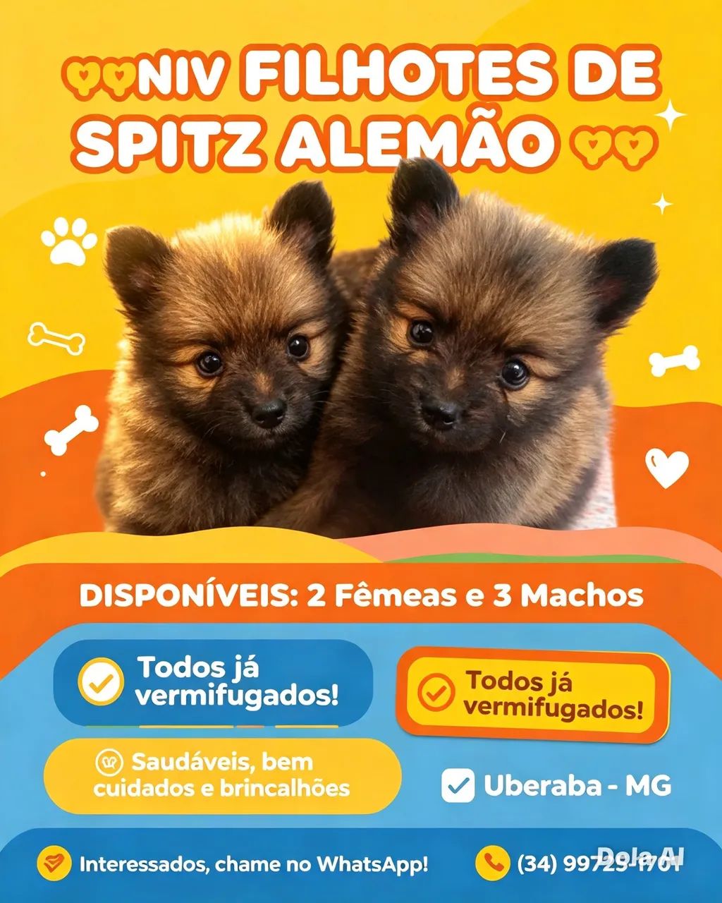 Vendo Spitz Alemão 