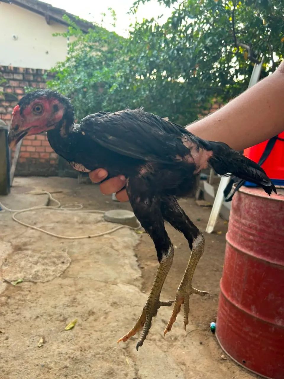 Frango caipira  - Foto 2