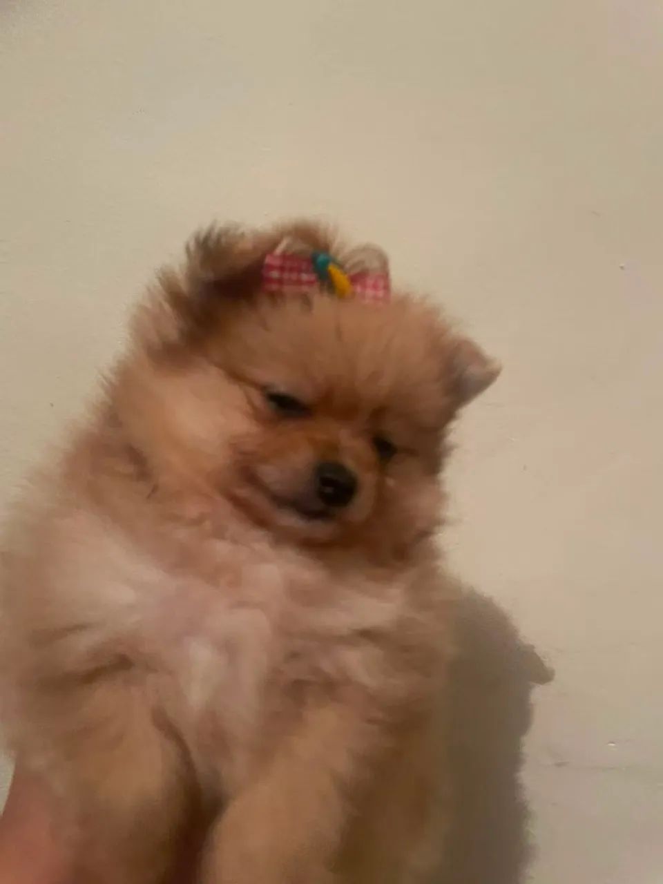 Vende-se femea de lulu da pomeranea - Foto 3