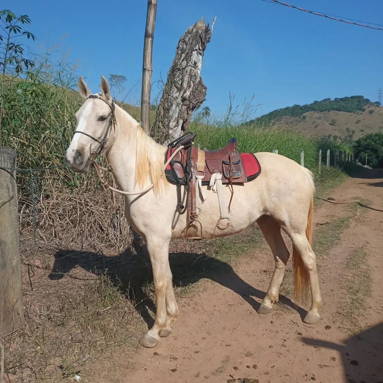 Égua Baio Linda,  Dócil,  qq um monta.  PARCELO NO CARTÃO  - Foto 3