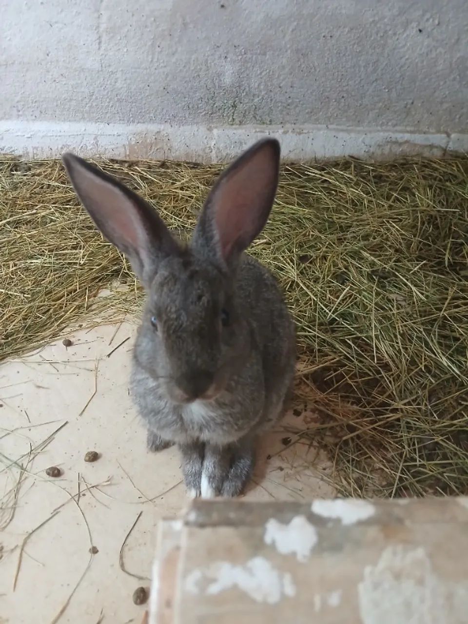 Lindos coelhinhos! - Foto 6