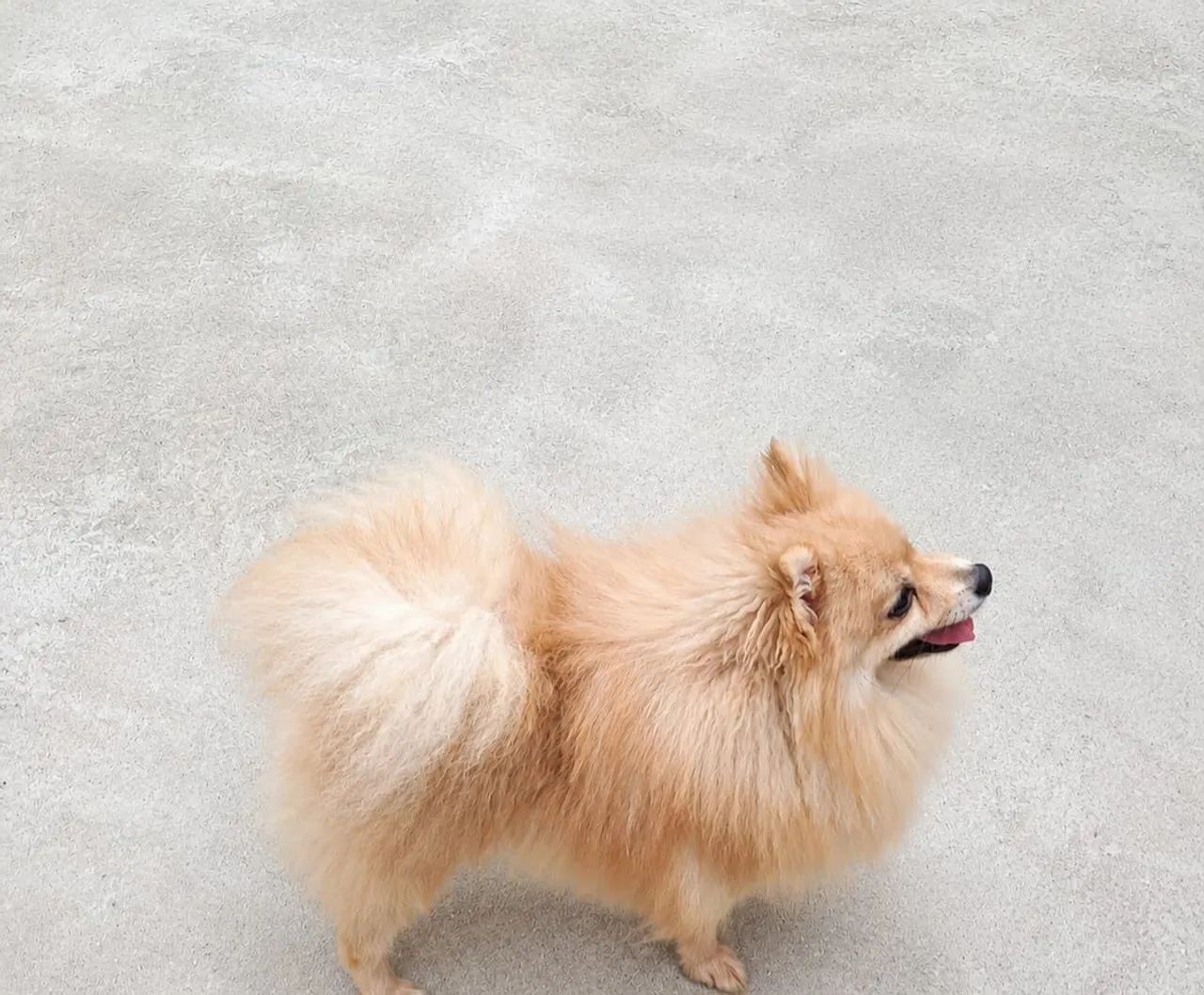 Lulu da pomerânia Adulto Legítimo Bem Peludo