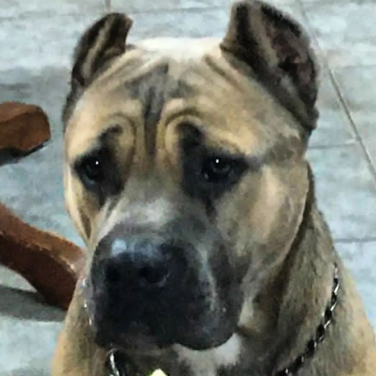 cão de guarda e proteção