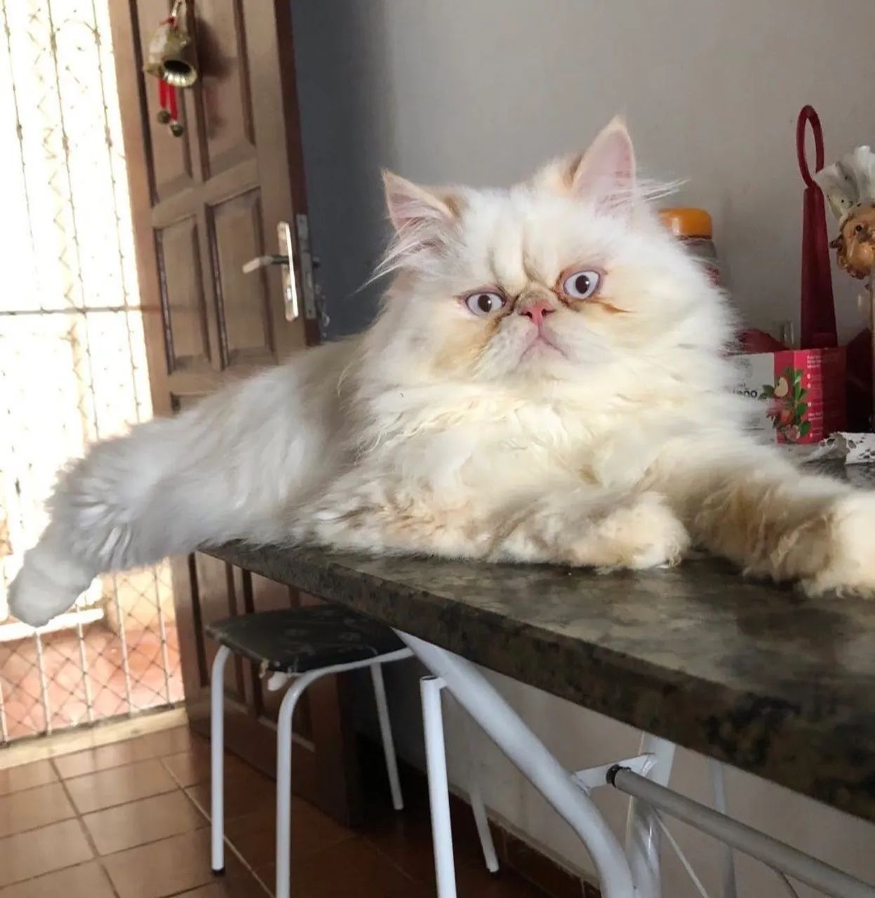 Gato persa  - Foto 4