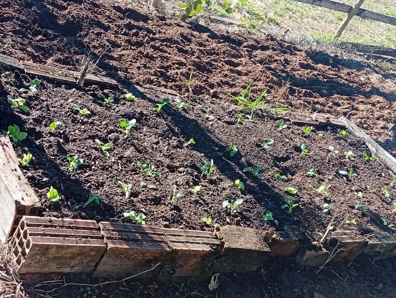 Limpeza de quintal e fazemos horta