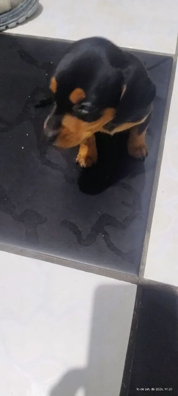 Cachorrinho - Foto 2