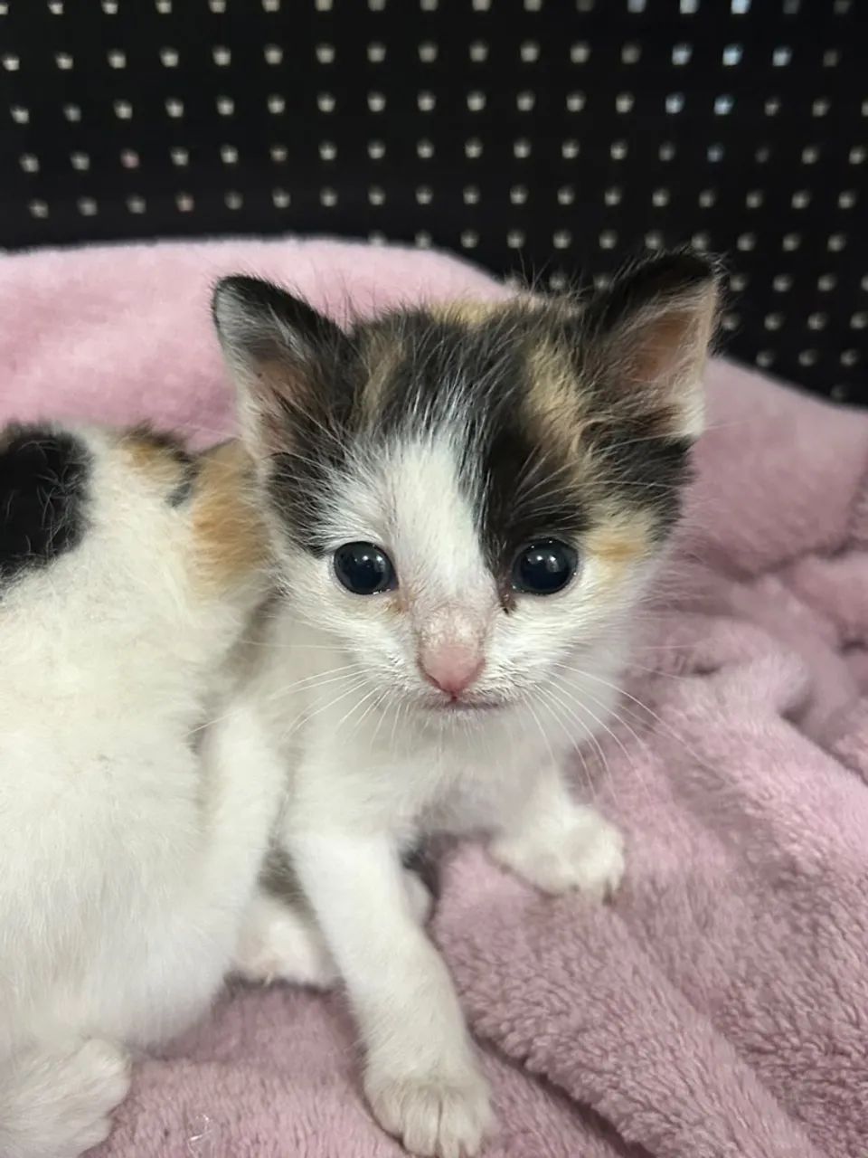 DOA-SE GATINHO BEBÊ  - Foto 3