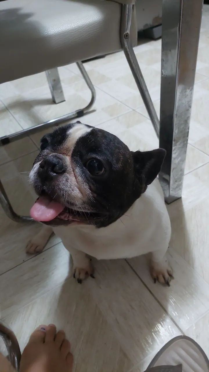 Buldogue francês 
