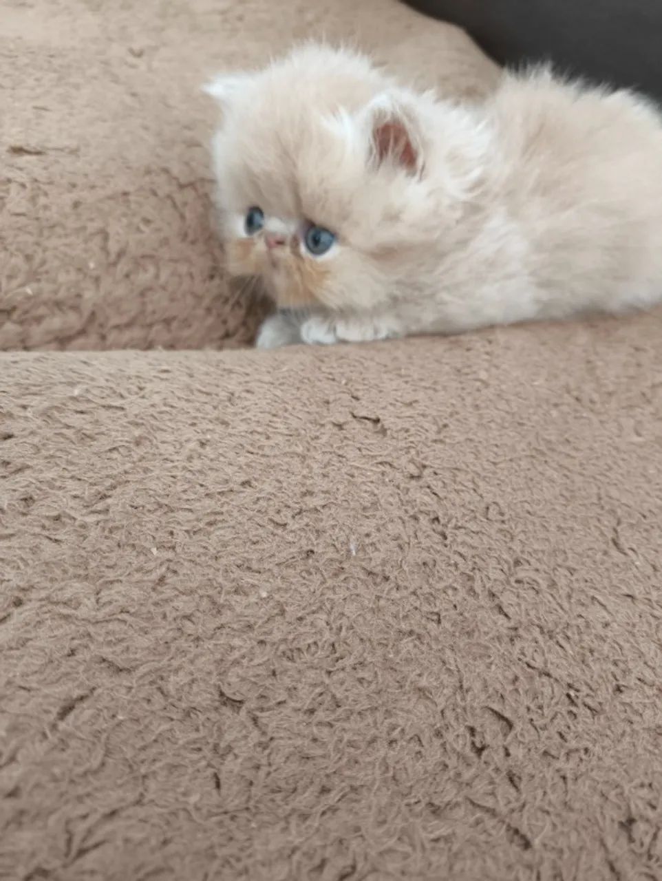 Filhotes Gato Persa - Butantã SP. - Foto 5