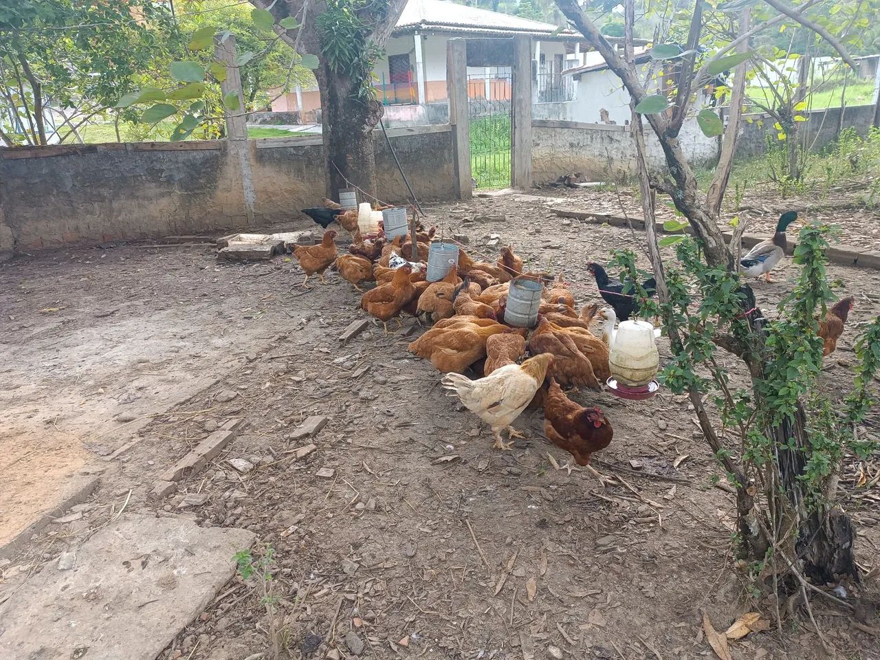 Galinha de capoeira  - Foto 4