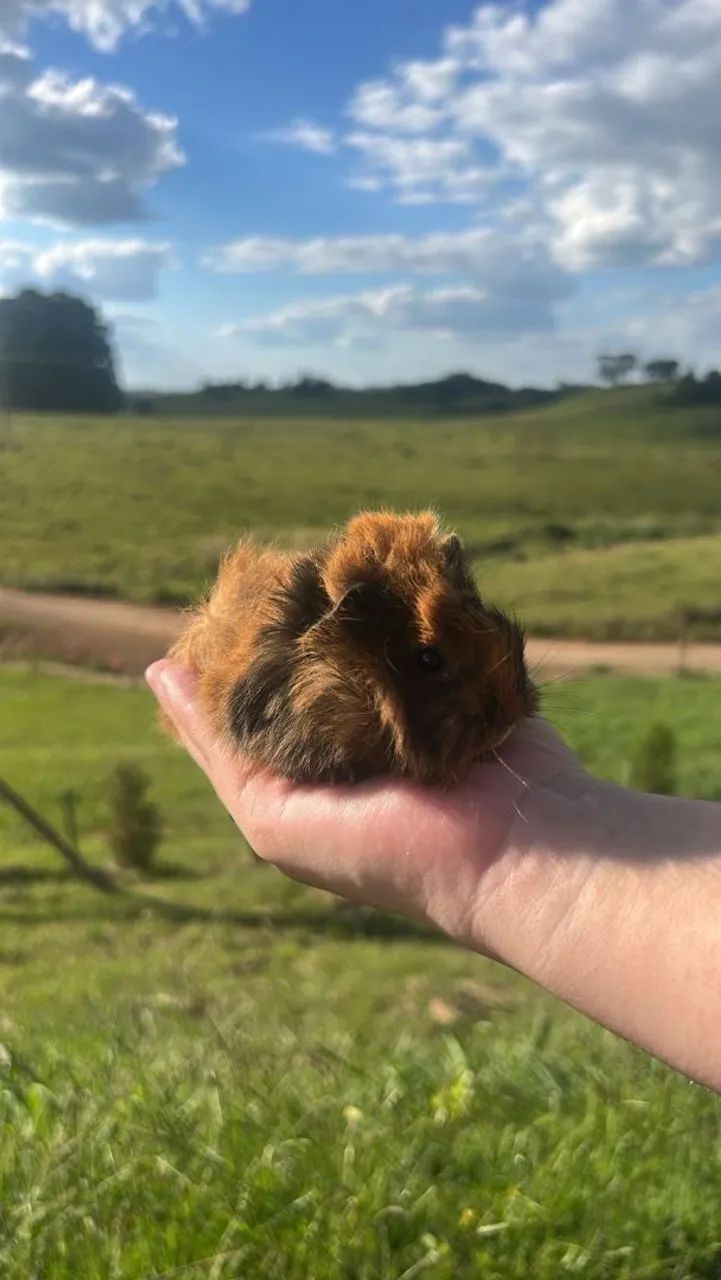 Porquinhos da índia peruano  - Foto 2
