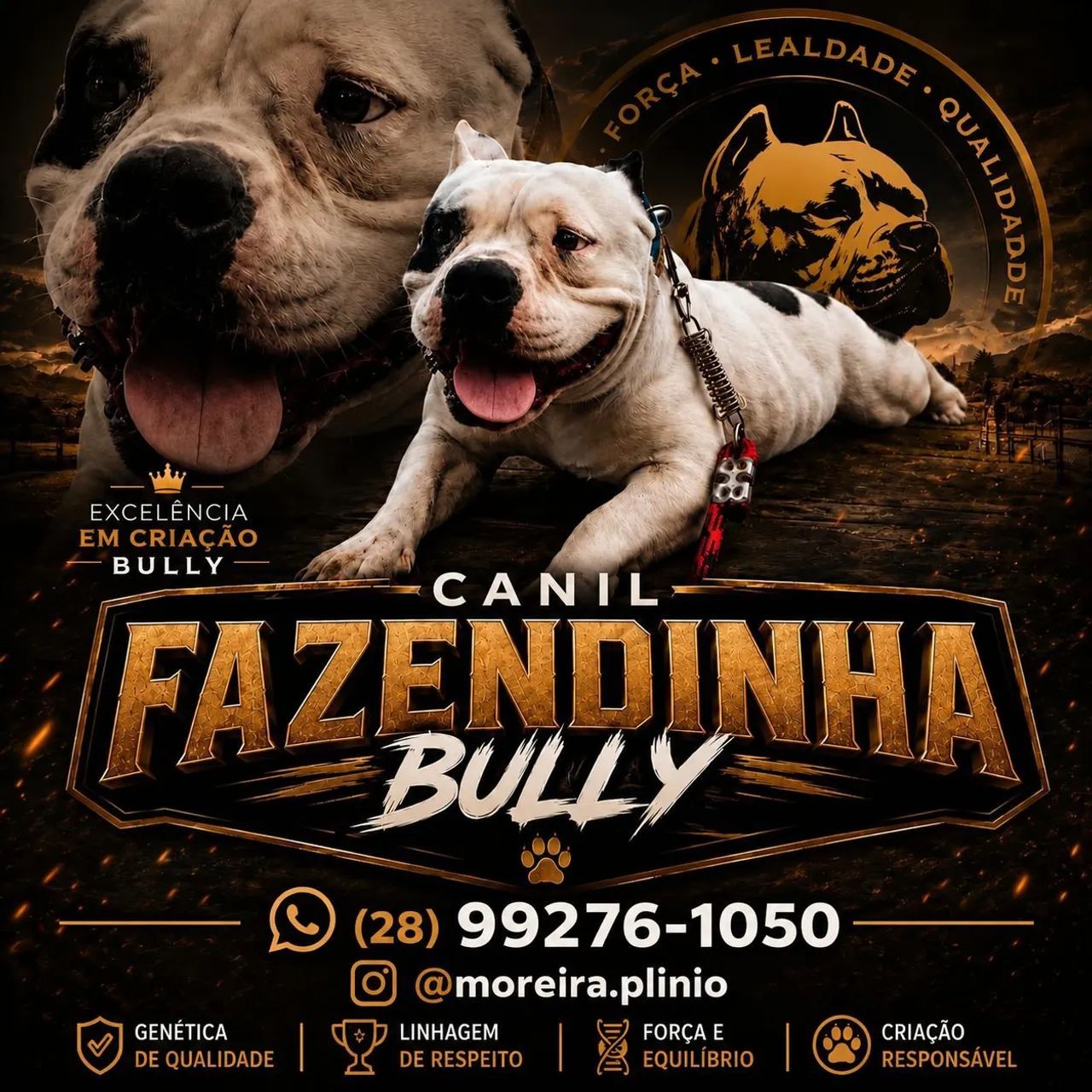 American bully micro. Exótico  - Foto 4