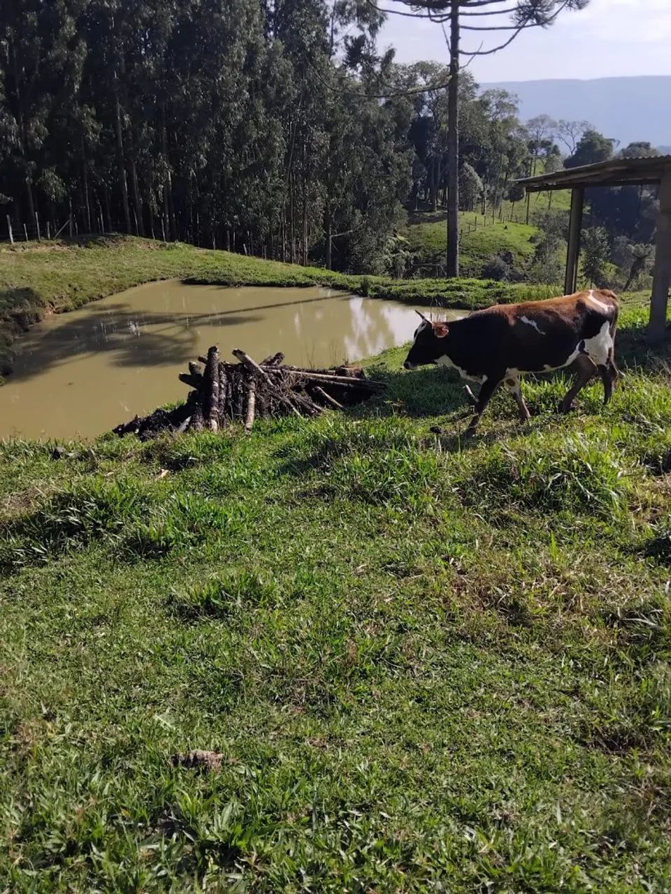Sítio em Alfredo Wagner  - Foto 4