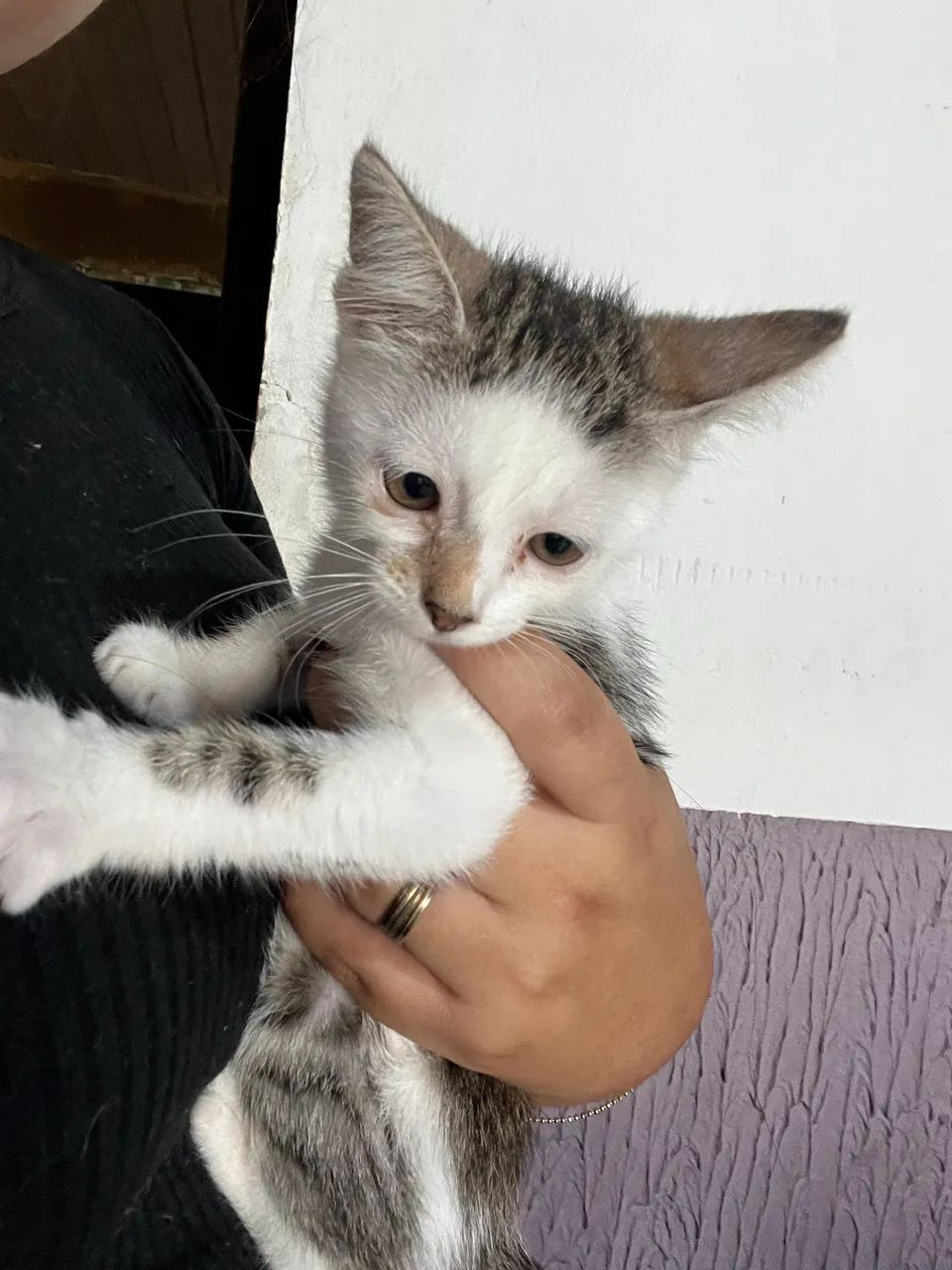 Gatinhas pra doação 