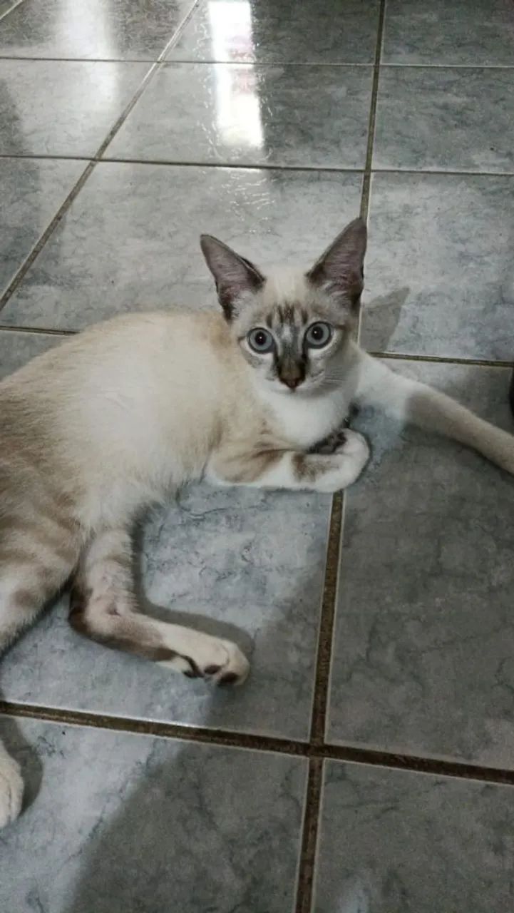Gatinhos Para Adoção  - Foto 3