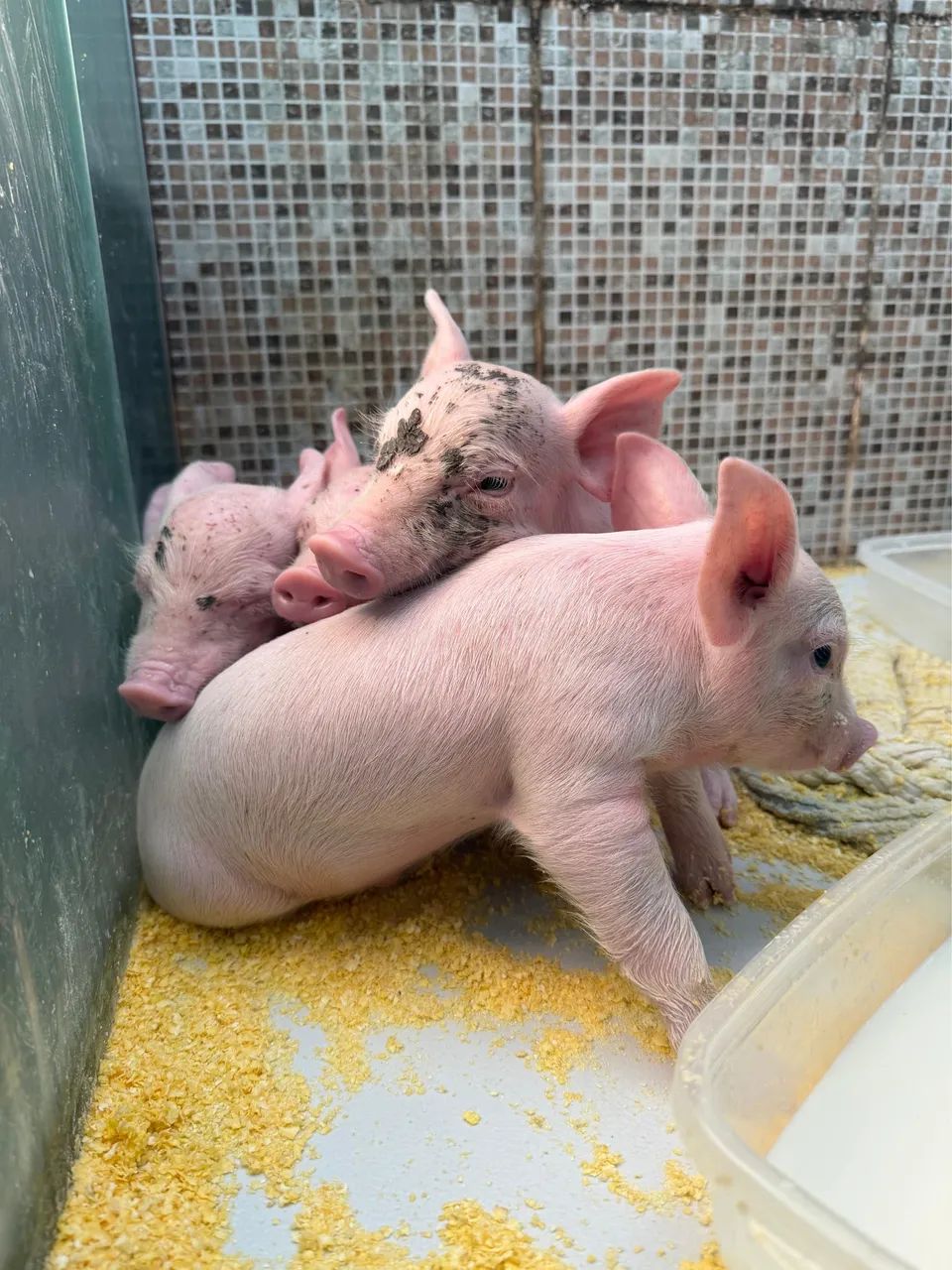 Porco Landrace  - Foto 2