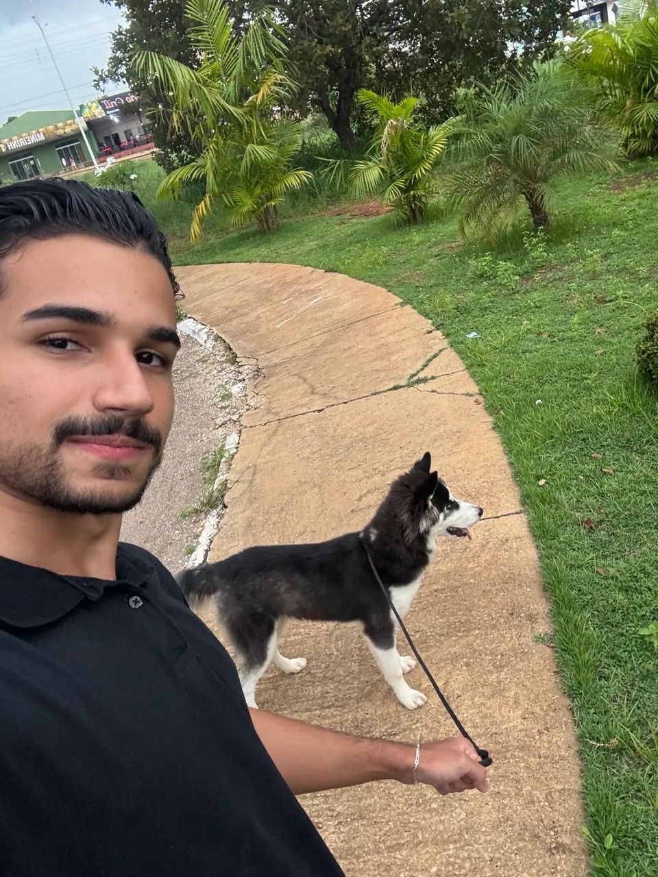 Husky Siberiano Macho para Cruzamento - Foto 3