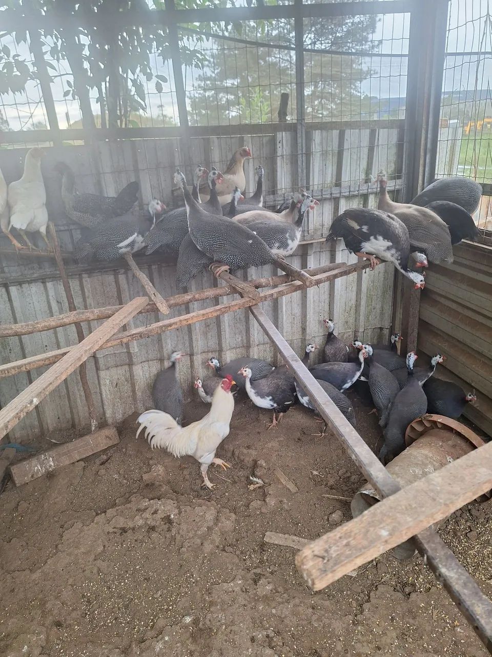 Galinha de angola  - Foto 3
