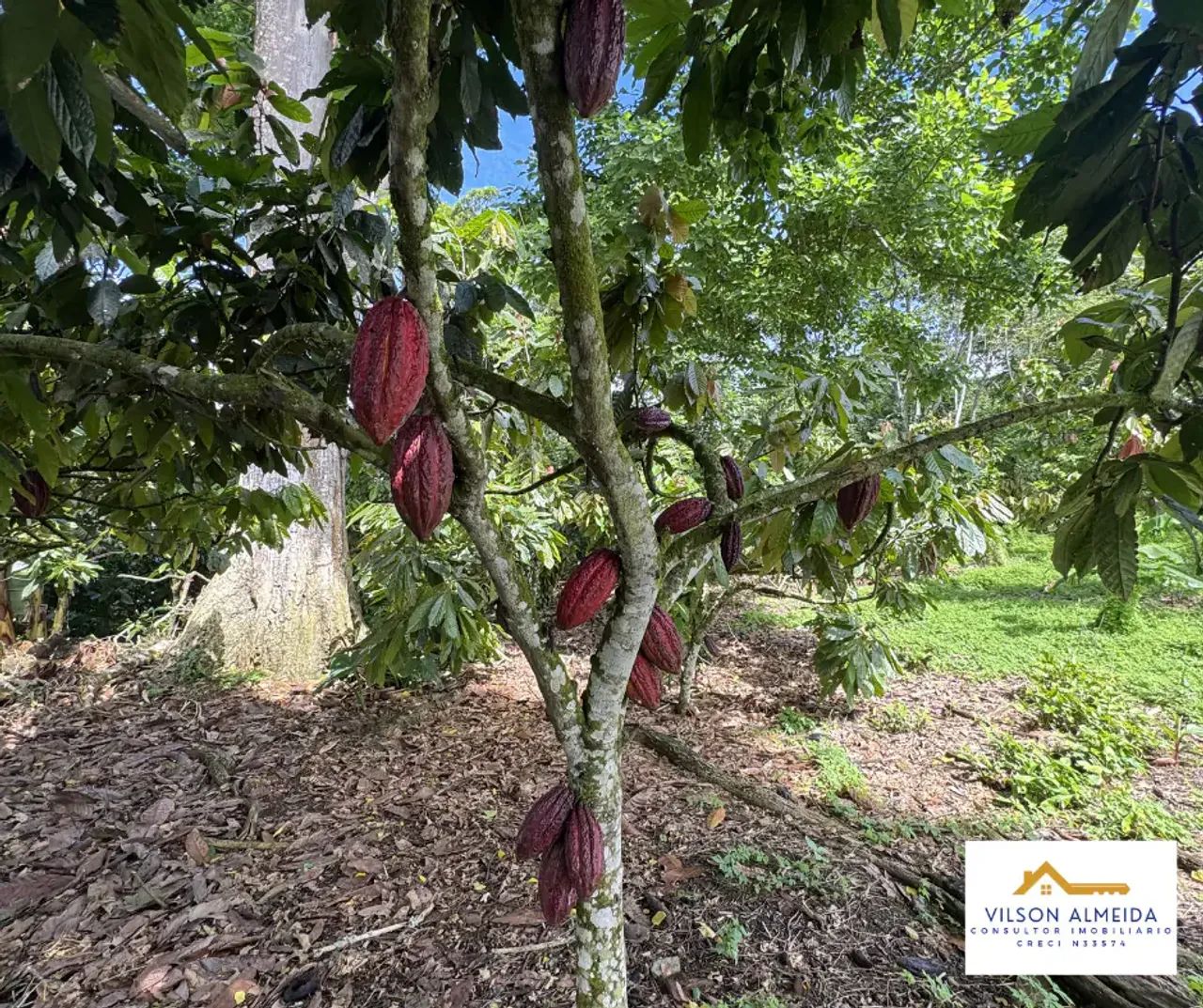Áreas à venda, ZONA RURAL, Ubatã, BA - Foto 3