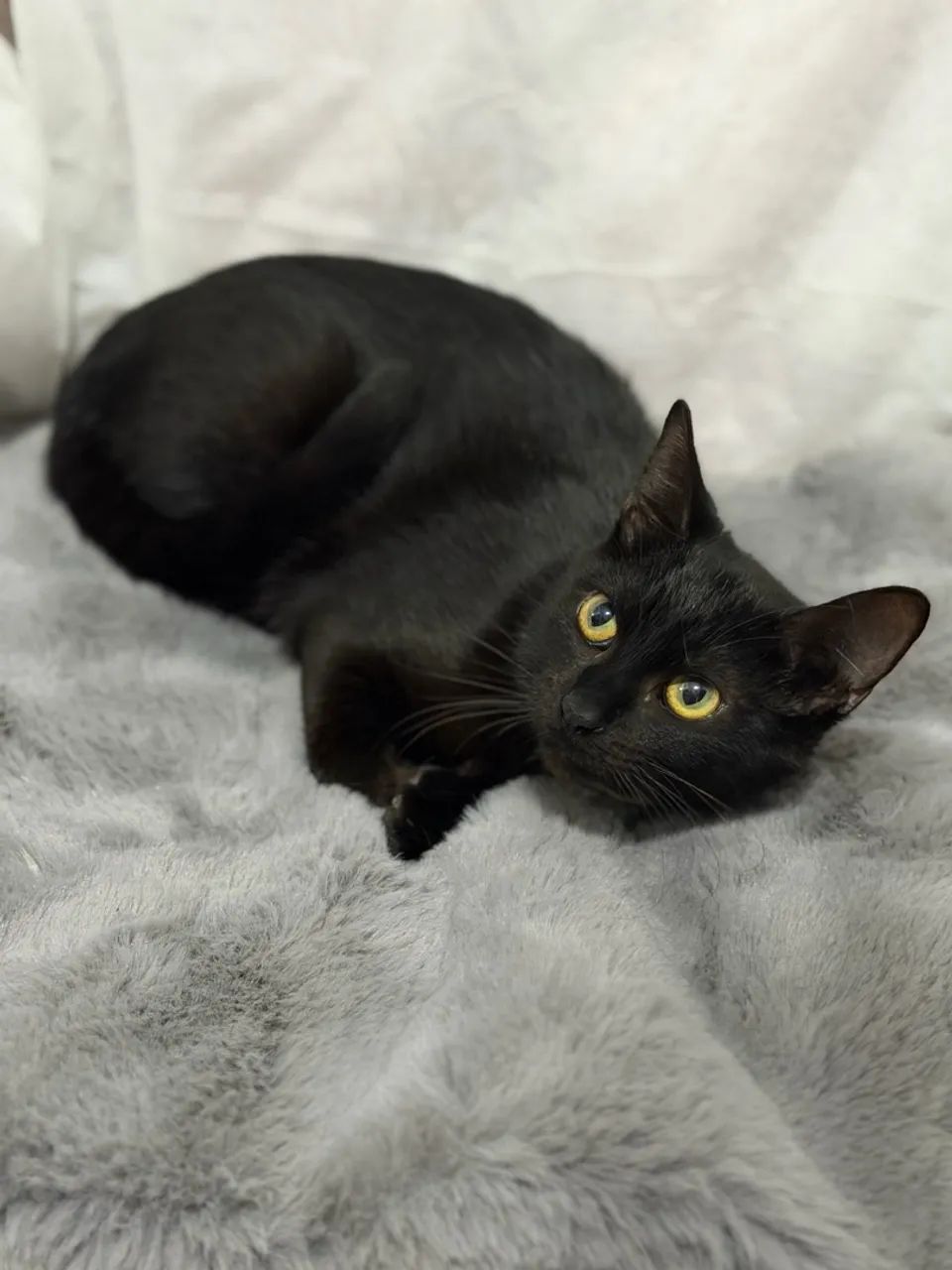 Gatinho para doação  - Foto 4