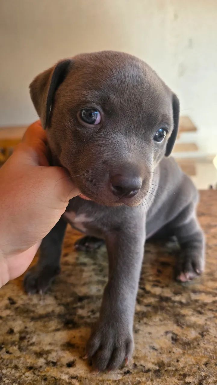Filhote de Pitbull Cinza Macho - Foto 2